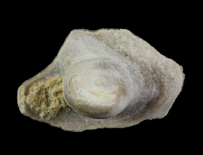 Fossil Pearl - Smoky Hill Chalk, Kansas #64149